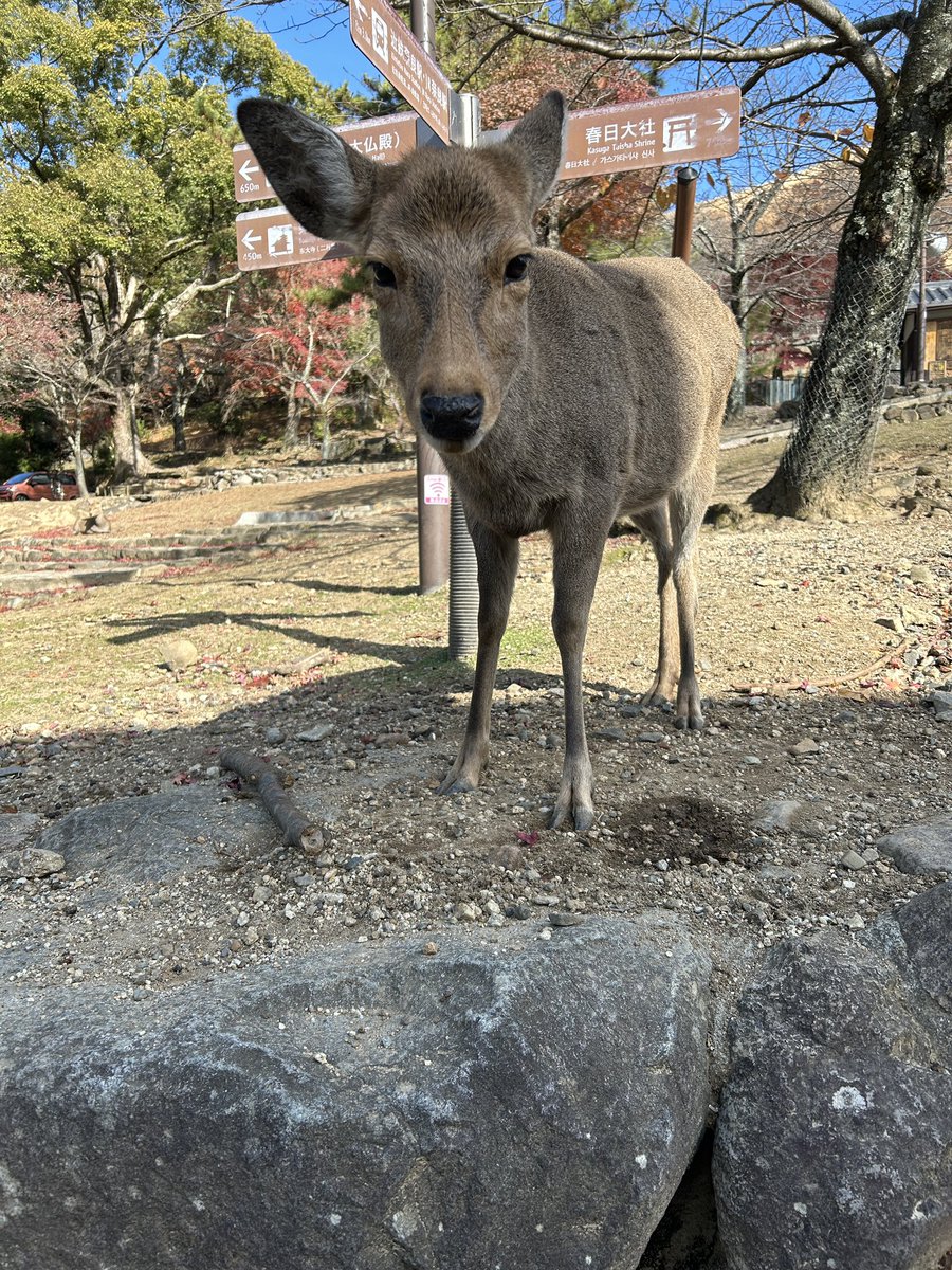 Hewwo Mr. Deer