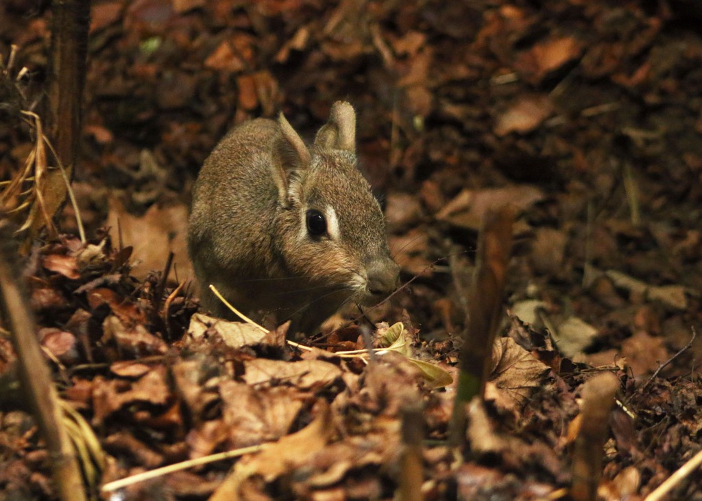 Meet our maras! 🐾

Jemima and Jeremy, a breeding pair of Chacoan maras recently arrived from Prague Zoological Gardens, and they’ve been settling well here at the zoo with our cotton-headed tamarins.