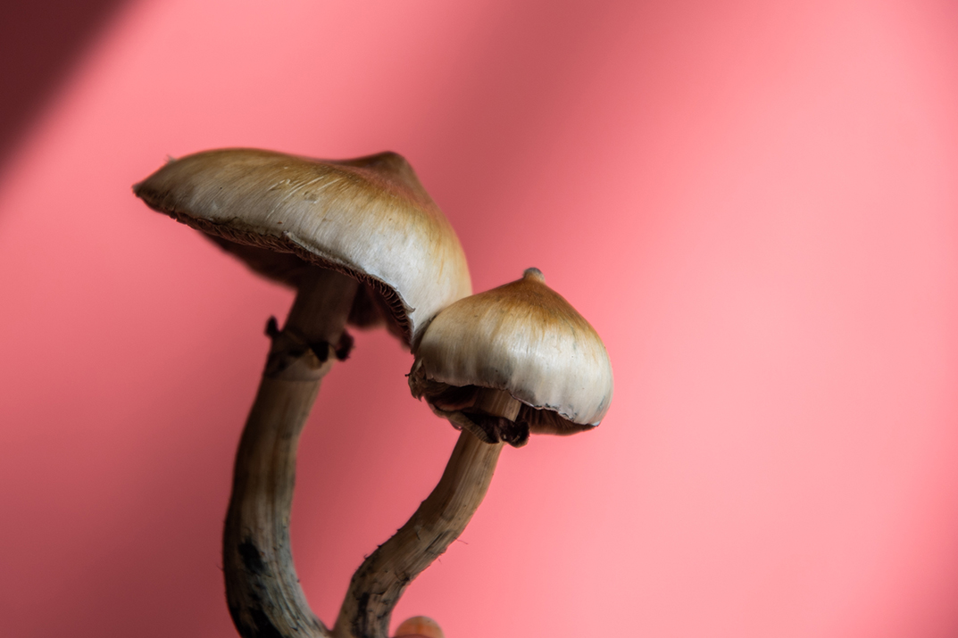MycoMeditations's tweet photo. Quiet, unassuming, and profoundly wise—mushrooms remind us that transformation begins beneath the surface, often unseen and patient. 
#PsychedelicTherapy #PsychedelicRetreats https://t.co/gOgaI145B0