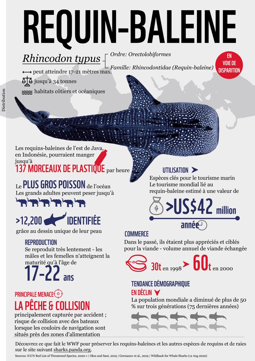 ipbesfr's tweet photo. 🌊#LeSaviezVous Le requin-baleine est le plus grand poisson du monde !

Mais cet animal emblématique est en voie d'extinction.  Sa population a diminué de + de moitié ces 75 dernières années car ces requins lents sont capturés &amp; tués par les hélices des navires.🐋🦈

@wwffrance👇 https://t.co/Rkm5YK7byG