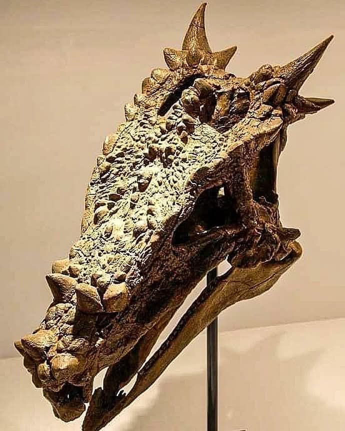 Dr_TheHistories's tweet image. This fossilized skull may look like the head of an actual dragon, but it&apos;s as real as they come. It belongs to *Dracorex hogwartsia*, an armored dinosaur from the Upper Maastrichtian stage of the Late Cretaceous period. The skull&apos;s striking resemblance to a mythical dragon has…