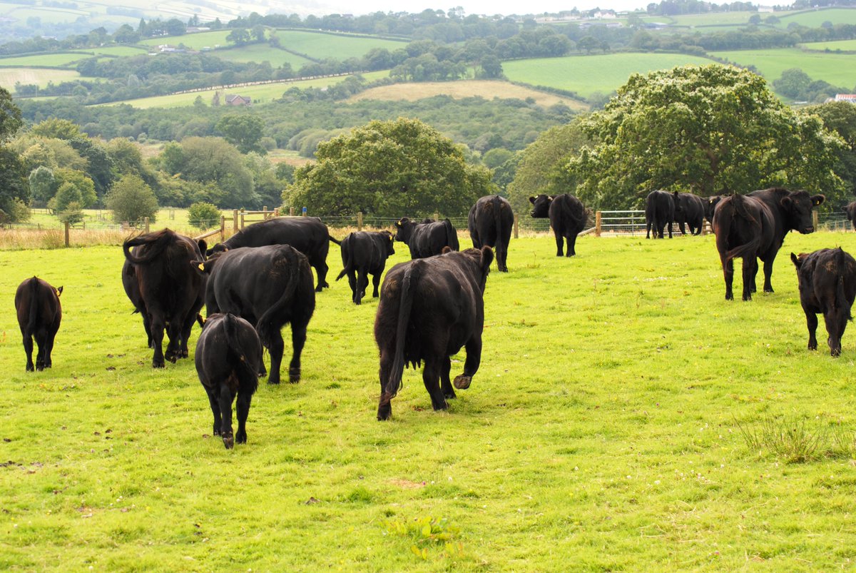 Paul Brain tweet media