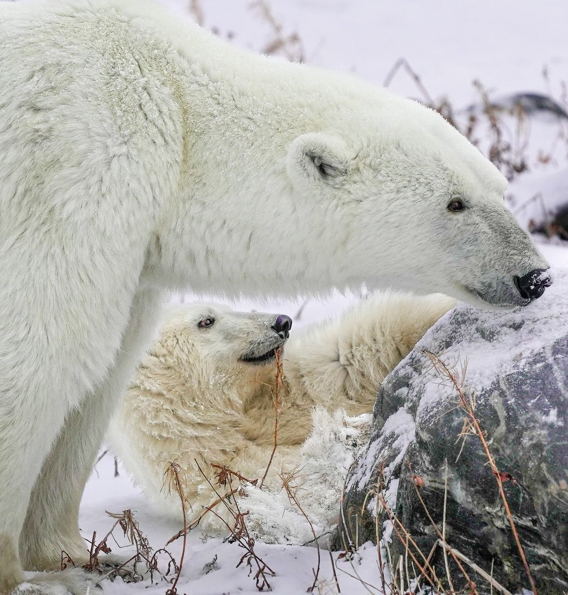 JeremyTGrant1's tweet photo. Watching this playful cub roll around in the snow as mama bear kept guard right before they both took a nap. This was a very cool moment to watch. https://t.co/rX4RSMPXFZ