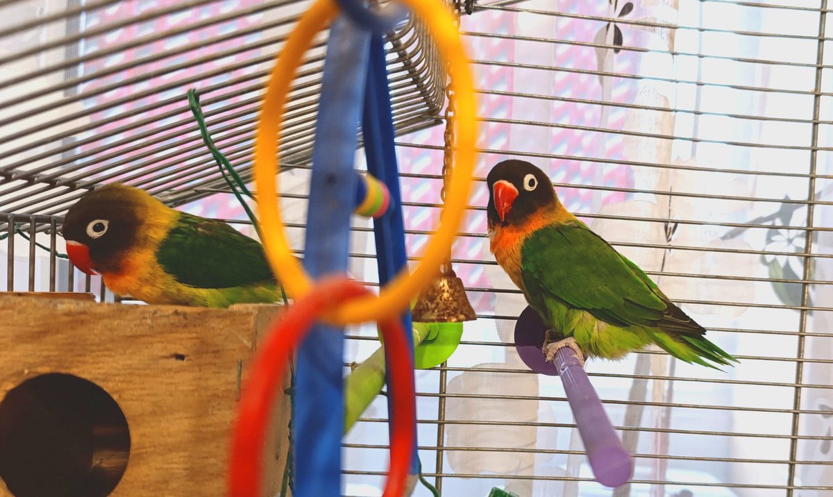 Rice🍚 (M4) tweet media