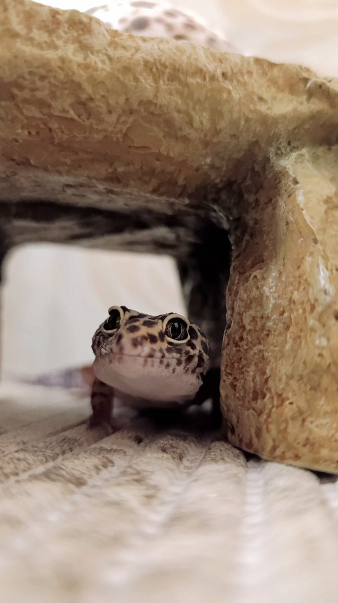 Rice🍚 (M4) tweet media