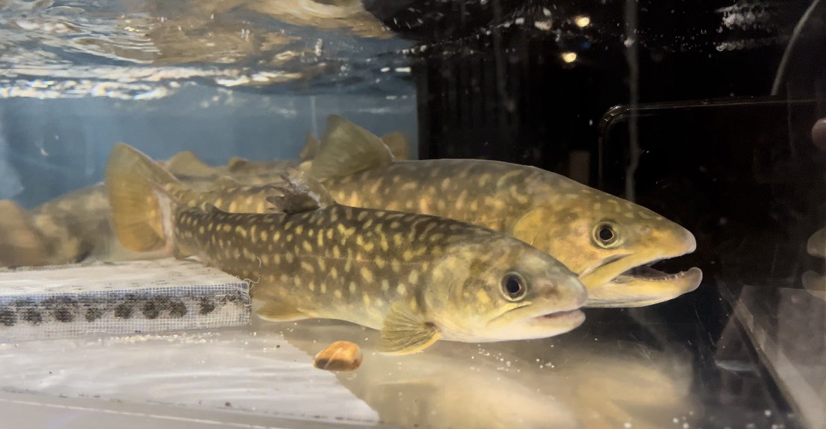 marihoaquarium's tweet photo. 本日ゴギがアクアスへ移動！
これで全ての生き物が移動完了です。
新しい場所で元気でね！

空っぽの水槽見て
本当に終わったんだなーっと実感しました。寂しい… https://t.co/JGdtSWQuXy