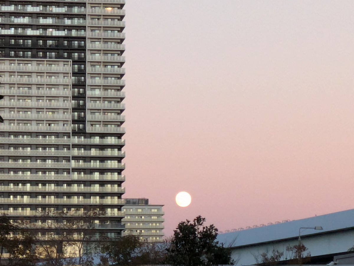 Wolf Bunny 🐺🐰 BLM tweet media