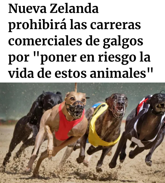 ruben_prz's tweet photo. En #España seguimos amparando apuestas vinculadas a estas "carreras", donde grandes empresas multiplican la ludopatía con el maltrato animal. https://t.co/5z5tKHCUy3