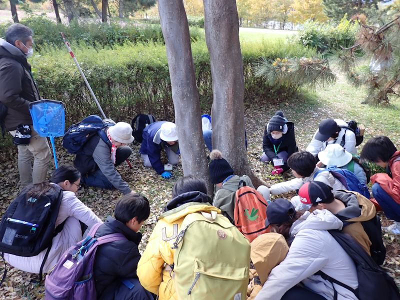 itakon_net's tweet image. 昨日は今年最後の行事「虫の冬越しとモズのはやにえ観察会」でした、六甲山では雪がチラつき今期一寒い日になりましたが河川敷を散策し色々見つけました
エノキの下ではゴマダラチョウの幼虫探し、葉が落ちた木の上には、コガタスズメバチの巣が見つかりました