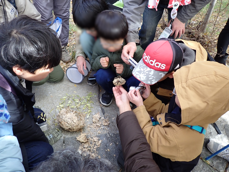 itakon_net's tweet image. 昨日は今年最後の行事「虫の冬越しとモズのはやにえ観察会」でした、六甲山では雪がチラつき今期一寒い日になりましたが河川敷を散策し色々見つけました
エノキの下ではゴマダラチョウの幼虫探し、葉が落ちた木の上には、コガタスズメバチの巣が見つかりました