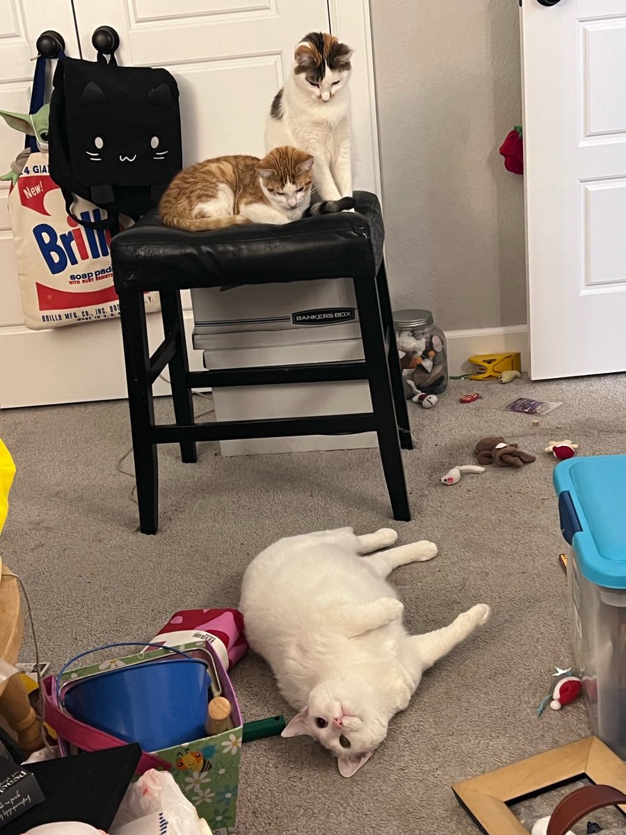 My babies are here with me, frosty, wessie &amp; shmurkio😻