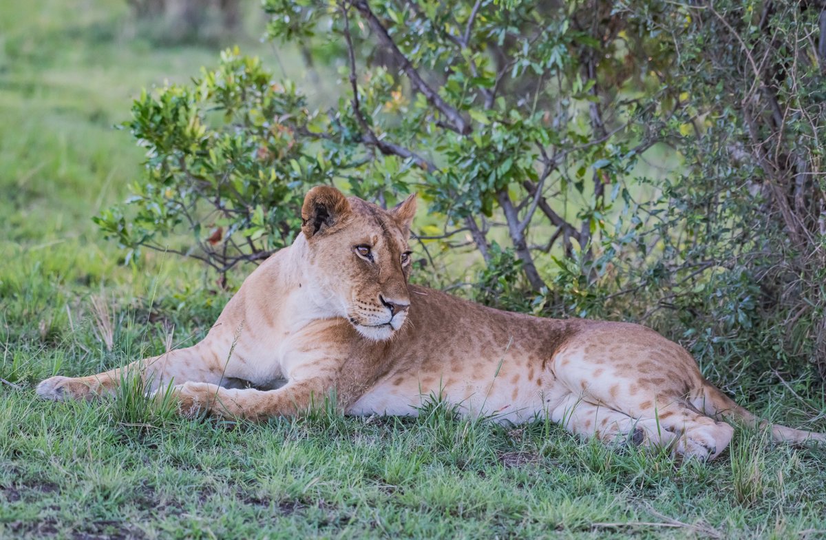 bownaankamal's tweet photo. Lionesses of Masai Mara | Kenya
1) Fig Tree Pride Lioness | Oct 2019
2) Paradise Pride Lioness | Oct 2023
3) Rekero Pride Lioness | Mar 2021
4) Sopa pride Lioness | Mar 2021
#masaimarasafari #jawswildlife #nikoncaptures #nikonshots #nikonhotography #nikonphotographers https://t.co/PPL3engRm7