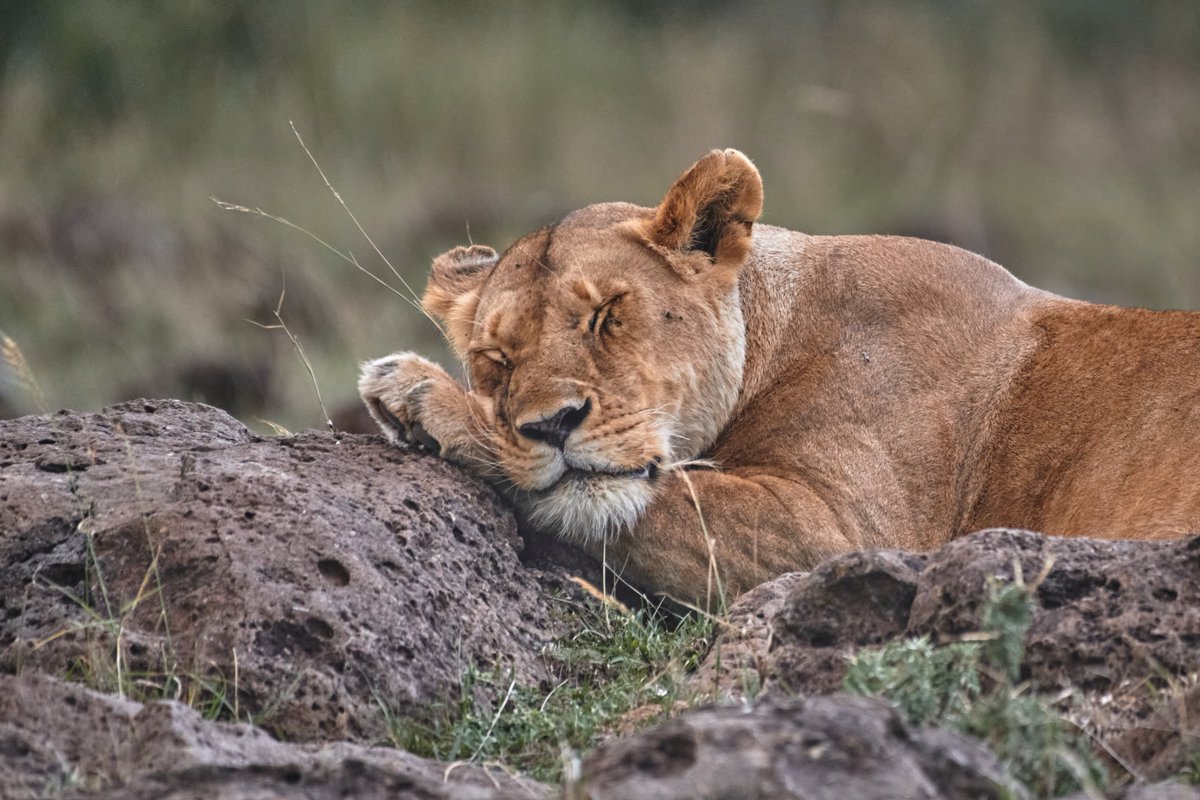 bownaankamal's tweet photo. Lionesses of Masai Mara | Kenya
1) Fig Tree Pride Lioness | Oct 2019
2) Paradise Pride Lioness | Oct 2023
3) Rekero Pride Lioness | Mar 2021
4) Sopa pride Lioness | Mar 2021
#masaimarasafari #jawswildlife #nikoncaptures #nikonshots #nikonhotography #nikonphotographers https://t.co/PPL3engRm7
