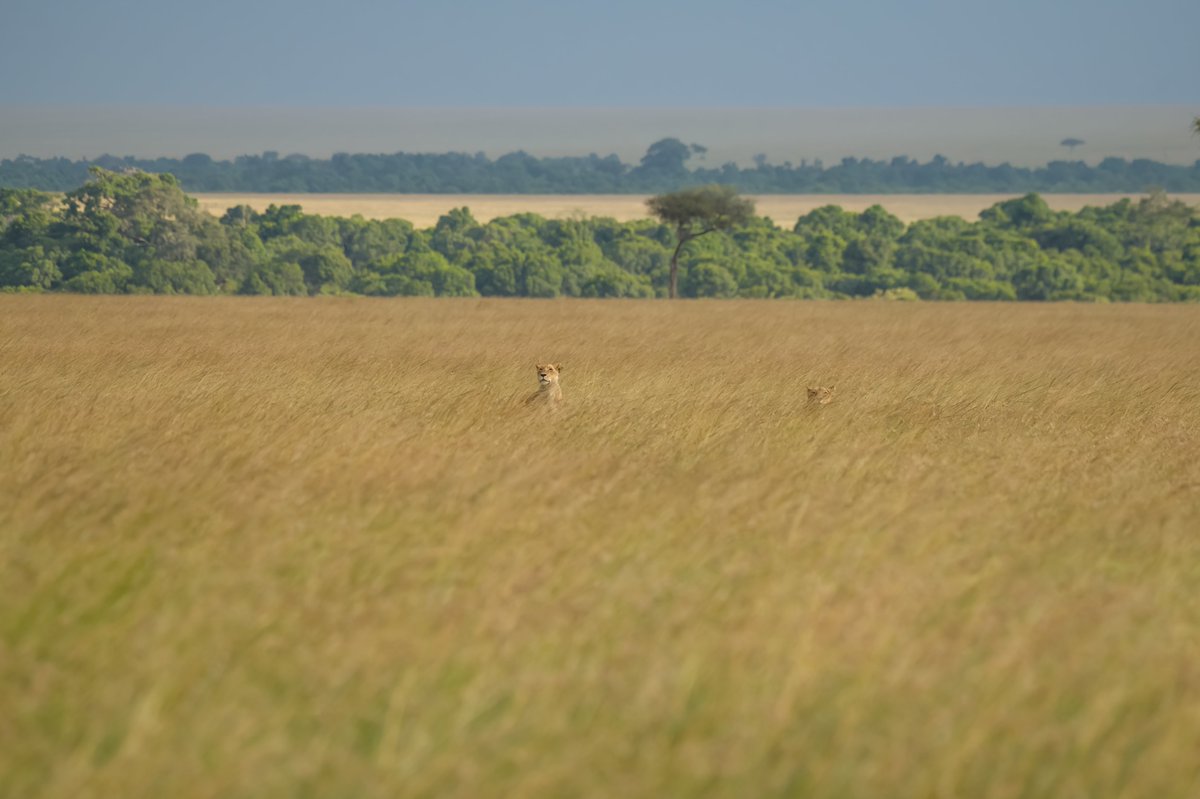 bownaankamal's tweet photo. Lionesses of Masai Mara | Kenya
1) Fig Tree Pride Lioness | Oct 2019
2) Paradise Pride Lioness | Oct 2023
3) Rekero Pride Lioness | Mar 2021
4) Sopa pride Lioness | Mar 2021
#masaimarasafari #jawswildlife #nikoncaptures #nikonshots #nikonhotography #nikonphotographers https://t.co/PPL3engRm7