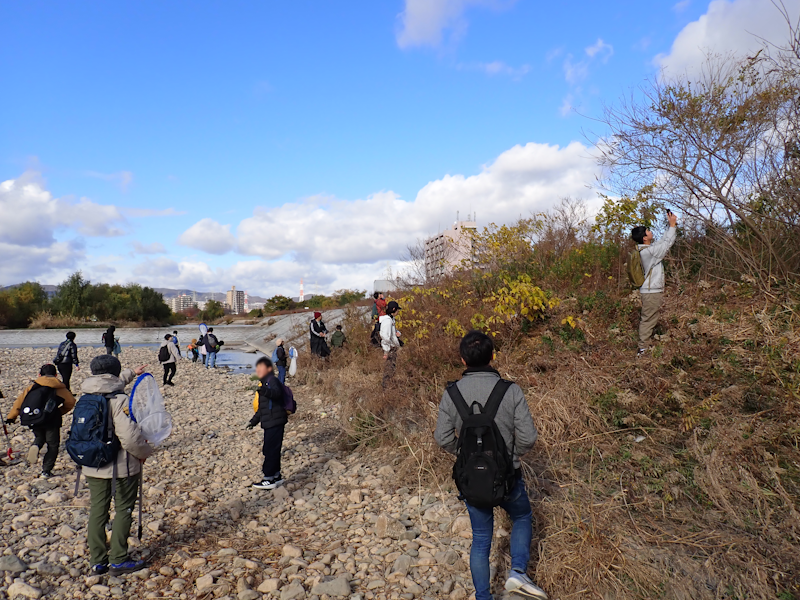 itakon_net's tweet image. モズのはやにえ探しでは、ムカデ、小魚、エビ、カメ、カエル、バッタ、コオロギなどが見つかりました
解散した後もほとんどの人がエノキの下で葉っぱをめくっていたようです