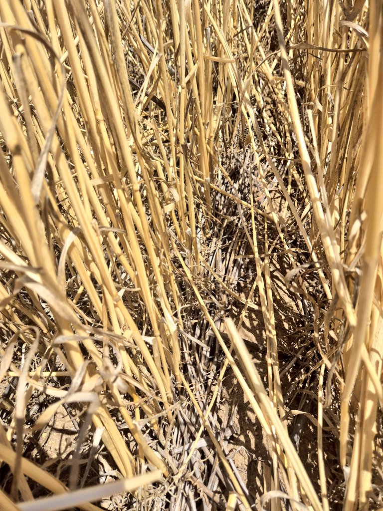GRDC stubble height trial 3rd year results were very interesting: strip disc 4.22t/ha, draper disc 3.83t/ha, draper tyne 3.77t/ha. A warm year with summer rain and a dry finish with no frosts all worked in favour of stripper stubble this year. We have found the strip disc niche.
