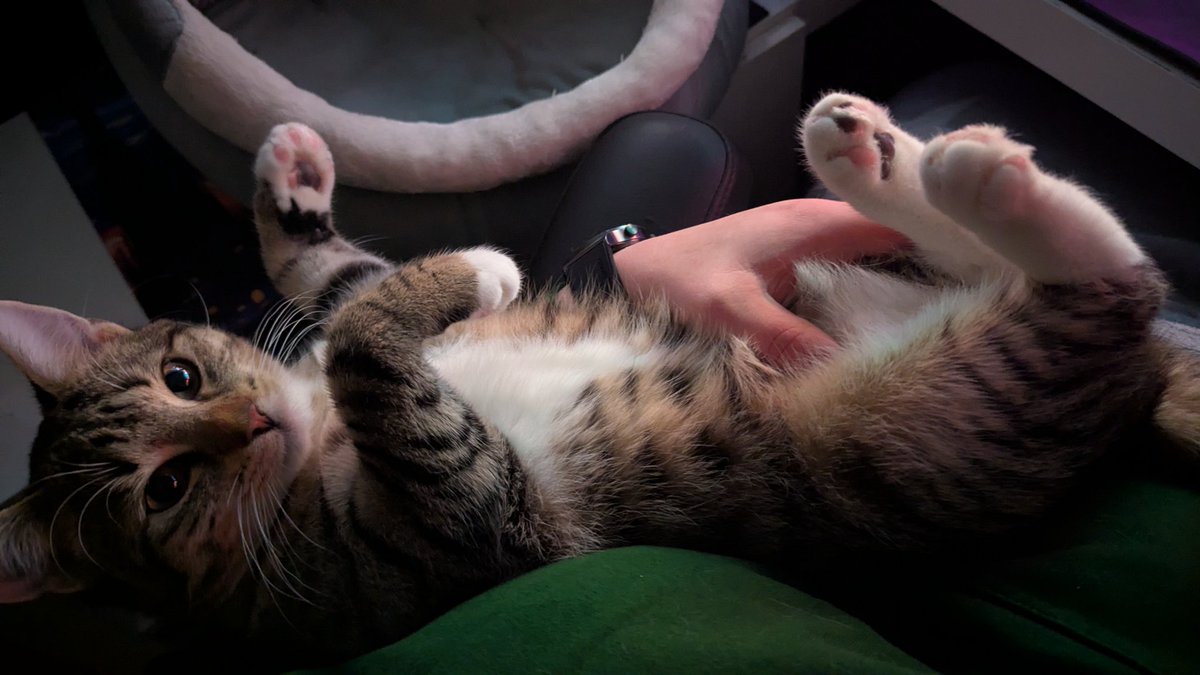 FarbenPfote's tweet photo. Ich liebe diesen Kater.
Diesen kleinen Arschkeks, der mir so viel Vertrauen und Liebe entgegen wirft, dass ich oftmals verwundert und leicht überfordert bin. 
Und dieser Blick, mit dem kleinen Vampirzähnchen ❤️ https://t.co/t21ymtaOoy