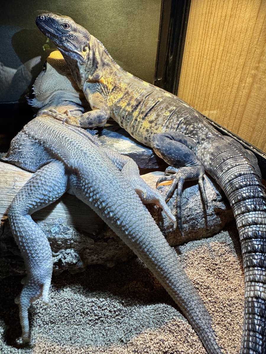 あ！また同じ場所でイチャイチャしてる！😡

ってか温度が足りてないってことよなf^_^;