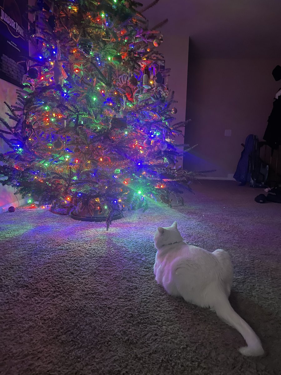 inspiRIZZ's tweet photo. Cotton’s first Christmas with us 🥹 https://t.co/J5easgg31k