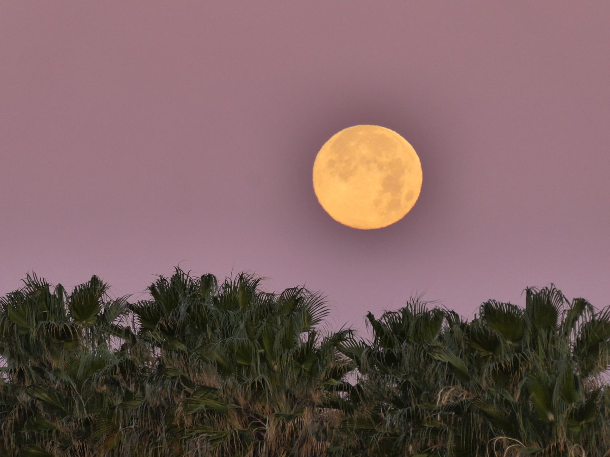 xusvalencia's tweet photo. Bonita la vida 🧡 #amanecer
#lunallena 🌕 #solomega ☀️
#montgó ⛰️ #Meliana 📷
#mediterráneoenvivo 🌊
📍Valencia @apuntoratge
#cielosESA #hortanord https://t.co/AYFODciw13