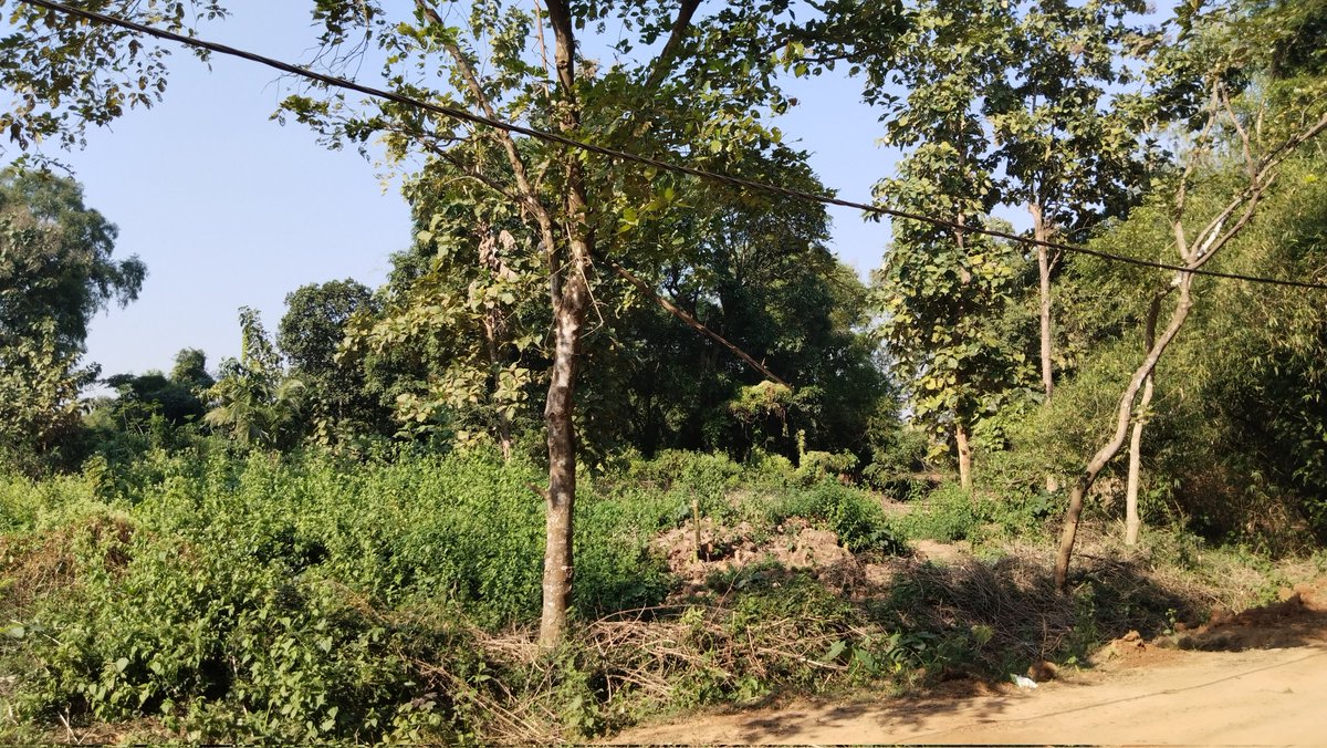 SamajaRaDarpan's tweet photo. ଶାଳଣିଆ ସବଷ୍ଟେସନ ଅନ୍ତର୍ଗତ ଜମ୍ଭରା ଗ୍ରାମ୍ୟ ରାସ୍ତା ମଝିରେ ୭ଫୁଟ୍ ଉର୍ଧ୍ବରେ ୧୧କେଭି ବିଦ୍ୟୁତ୍ ତାର ଓହଳି ରହିଛି ।  ଛୋଟ ଗାଡି ଯଥା ପିକଅପ୍ ଭ୍ୟାନ ଓ ଟ୍ରାକ୍ଟର ଯିବାକୁ ଅସୁବିଧା ହେଉଛି କିଛି ଅଘଟଣ ହେବା ପୂର୍ବରୁ ତୁରନ୍ତ ପଦକ୍ଷେପ ନେବାକୁ ଅନୁରୋଧ । @tpnodl_balasore https://t.co/jDXoqt2k67
