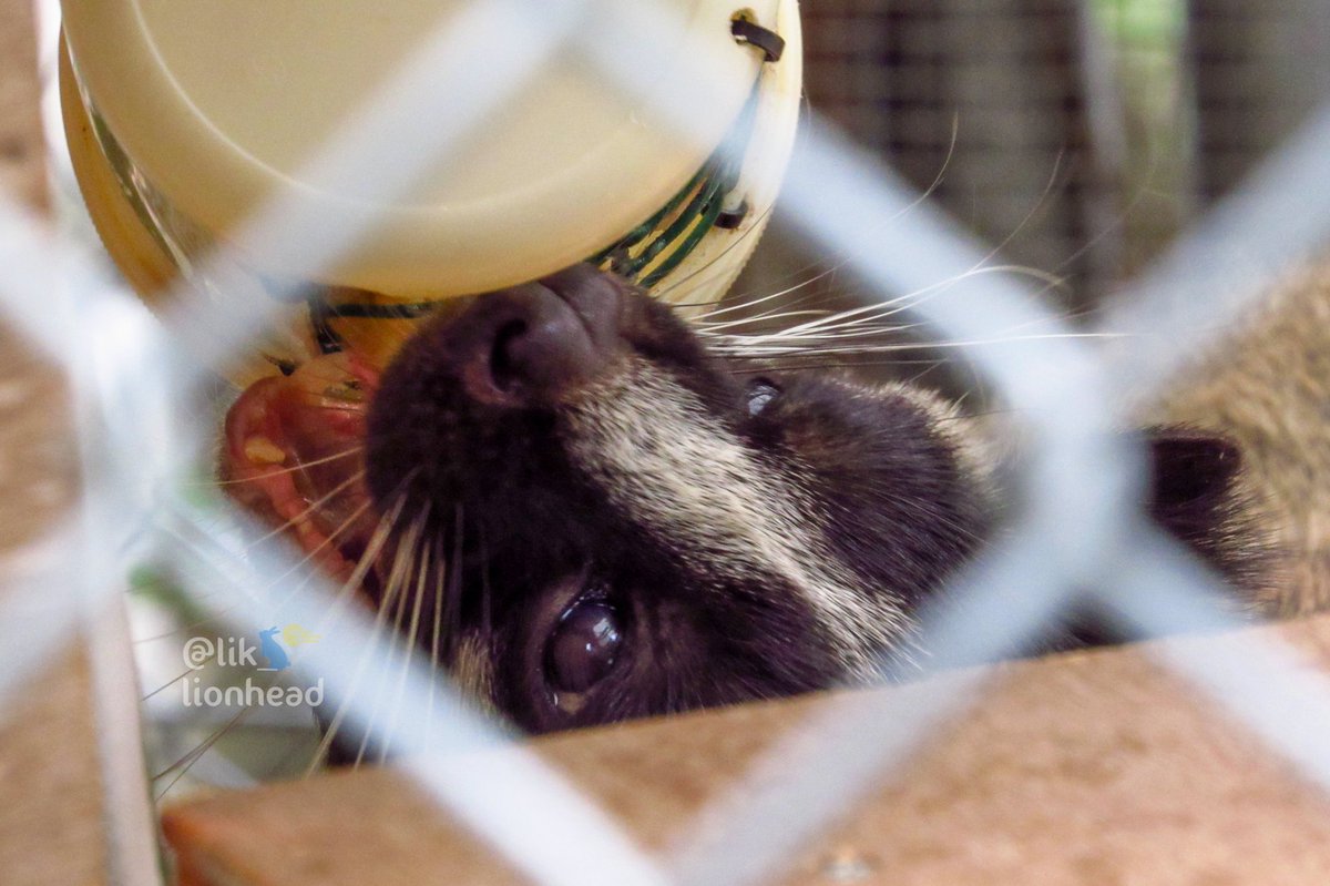 lik_nasua_nasua's tweet photo. ハッチの思い出🐾
#大牟田市動物園
#ハクビシン #ハッチ♂💐🌈
#MaskedMusang https://t.co/ICVn22OO0C