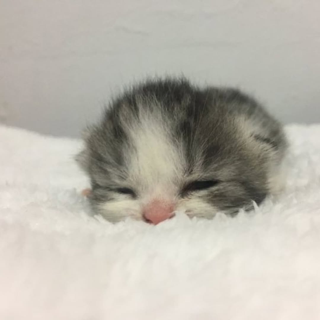 smol silly cat tweet media