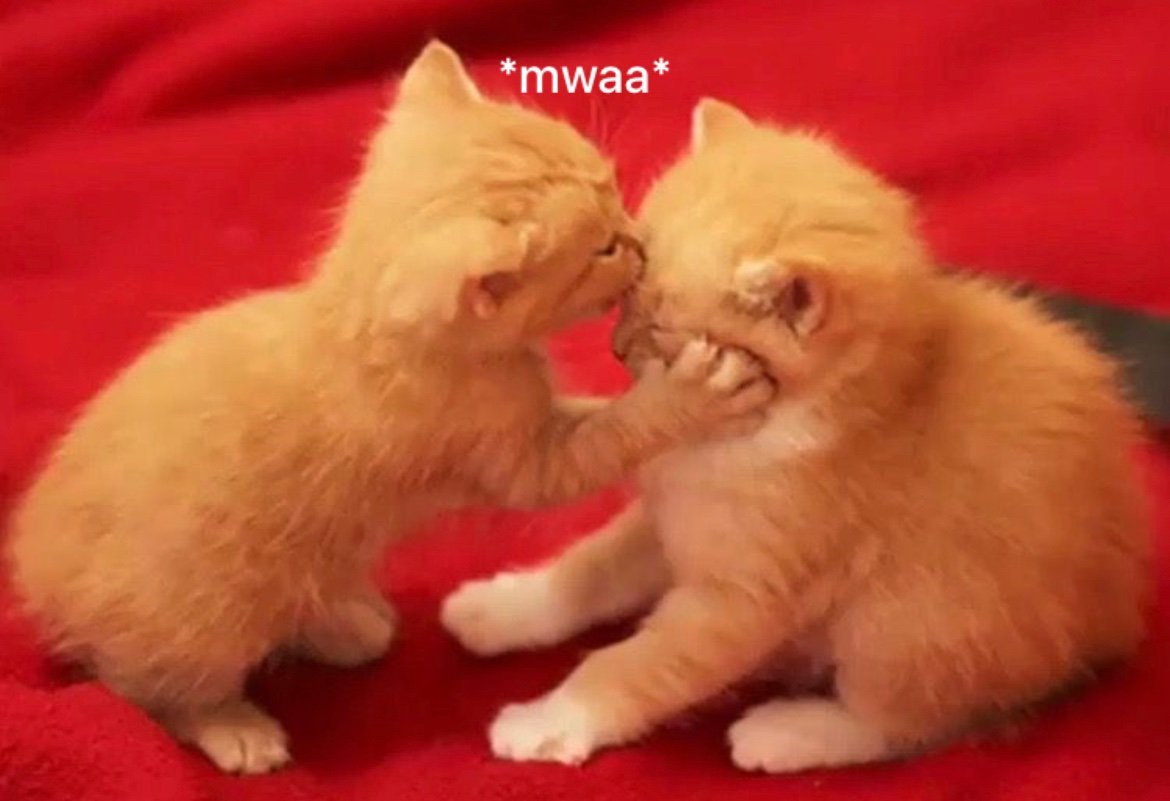 Catsillyness's tweet photo. *mwaa* https://t.co/AgFrZcNyDG