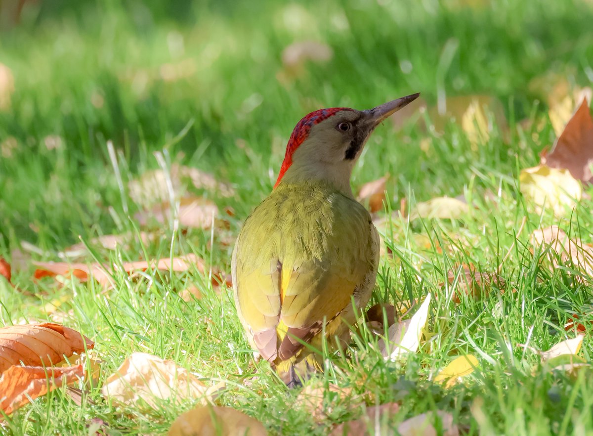 David Fox tweet media