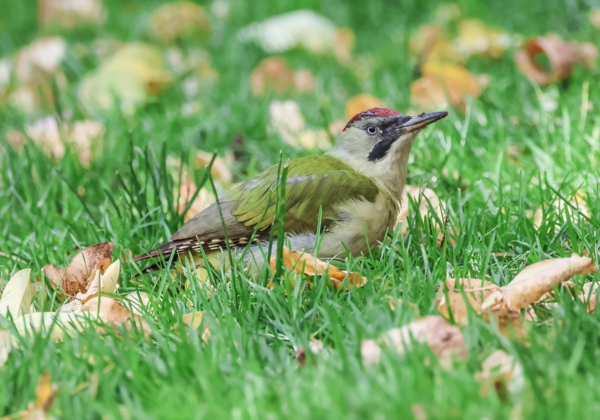 David Fox tweet media