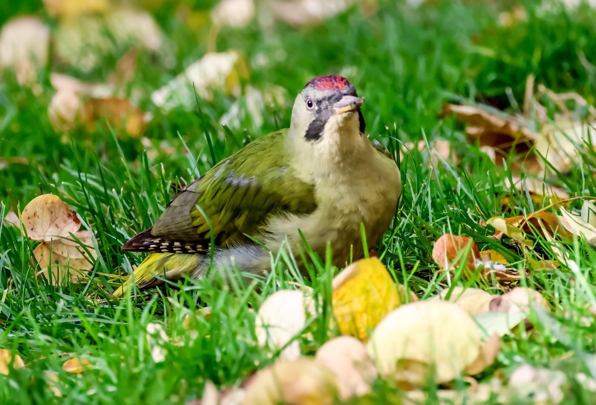 David Fox tweet media