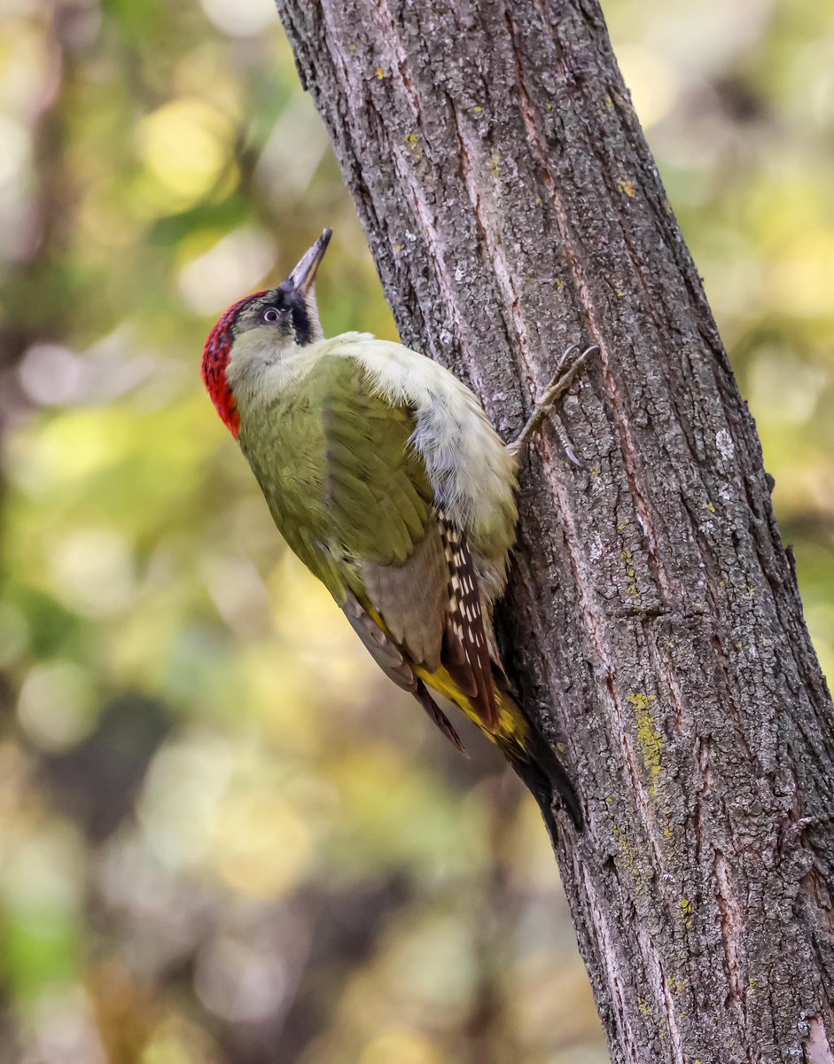 David Fox tweet media