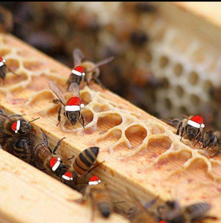 chessie12222's tweet photo. Good Sunday morning beautiful Patriot brothers and sisters.  A few hours yesterday and today in the 60's. The girls are still  working in the hives when I lifted the lids. Hope all of you have a pleasant Sunday. https://t.co/9IrRmFlVdc