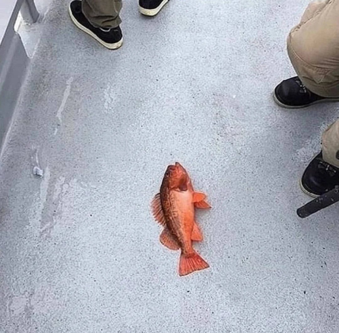 NotTizen's tweet photo. What color is this fish https://t.co/hEcWdOStAH