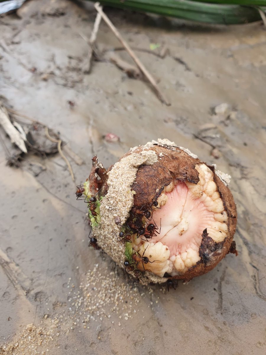 [#MAGNAN] 🧑🏿‍🌾👨🏿‍🔬🧑🏼‍🔬Tremendous field sampling in #Congo 🇨🇬 to decipher eco-evolutionary dynamics of #virome from #ants &amp; #plants 🐜🌱#LNSP <a href="/PHIM_research/">Plant Health Institute Montpellier</a> <a href="/MIVEGEC/">MIVEGEC</a> #TransVIHMI <a href="/Cirad/">Cirad</a> <a href="/ird_fr/">IRD.fr</a>  <a href="/AgenceRecherche/">ANR - Agence nationale de la recherche</a>