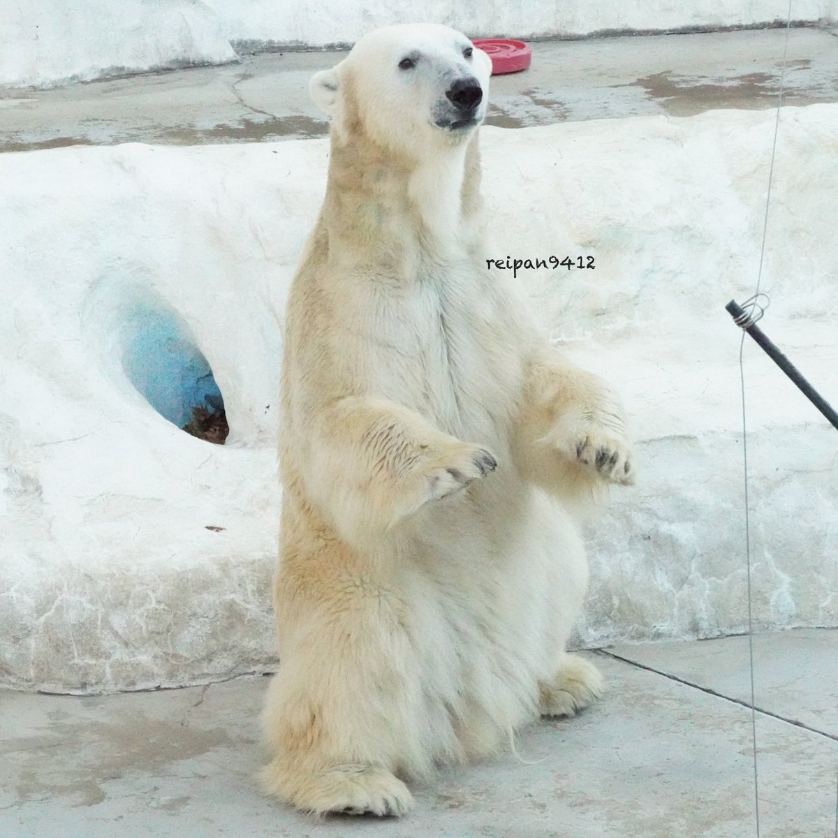 mirano9412's tweet photo. イコロに会ってきました
#恩賜上野動物園 #ホッキョクグマ #polorbear #イコロ #ikor #円山動物園 生まれ #キロル と双子 #ピリカ の弟 https://t.co/k9Wyh2mG8R