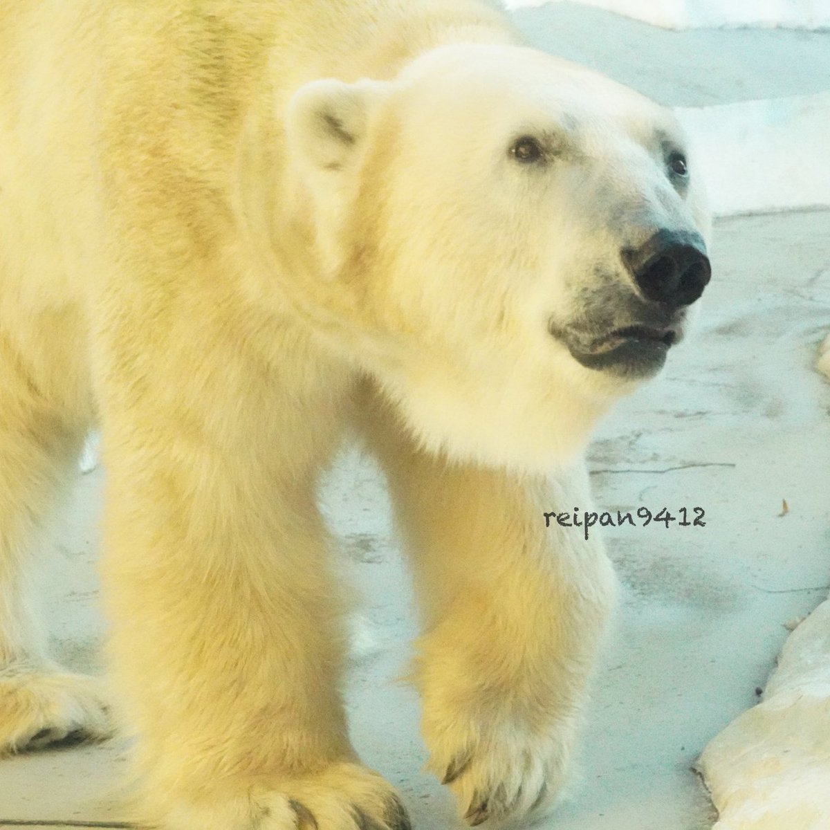 mirano9412's tweet photo. イコロに会ってきました
#恩賜上野動物園 #ホッキョクグマ #polorbear #イコロ #ikor #円山動物園 生まれ #キロル と双子 #ピリカ の弟 https://t.co/k9Wyh2mG8R