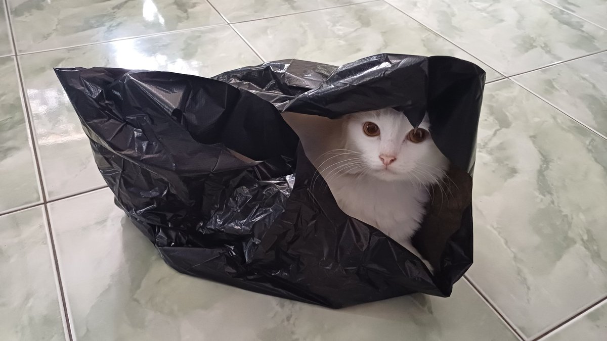 Justfunnyyyy's tweet photo. @kochengfs Apalah kucingku. Tidur aja di plastik https://t.co/0Yk15X5NBr
