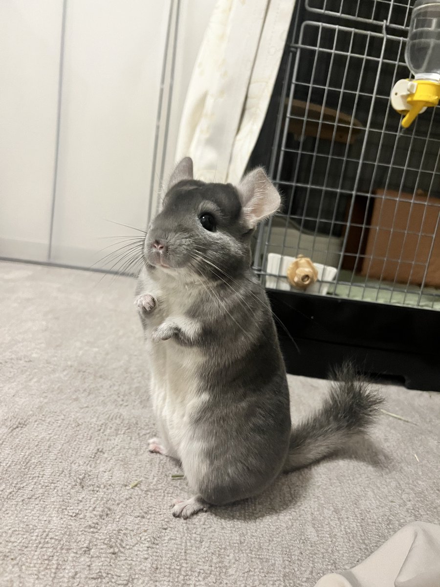 Pina_Chinchilla's tweet photo. ぴな　むちゃくちゃかわいい
#チンチラ #chinchilla #バイオレット https://t.co/WG6t56BSKV