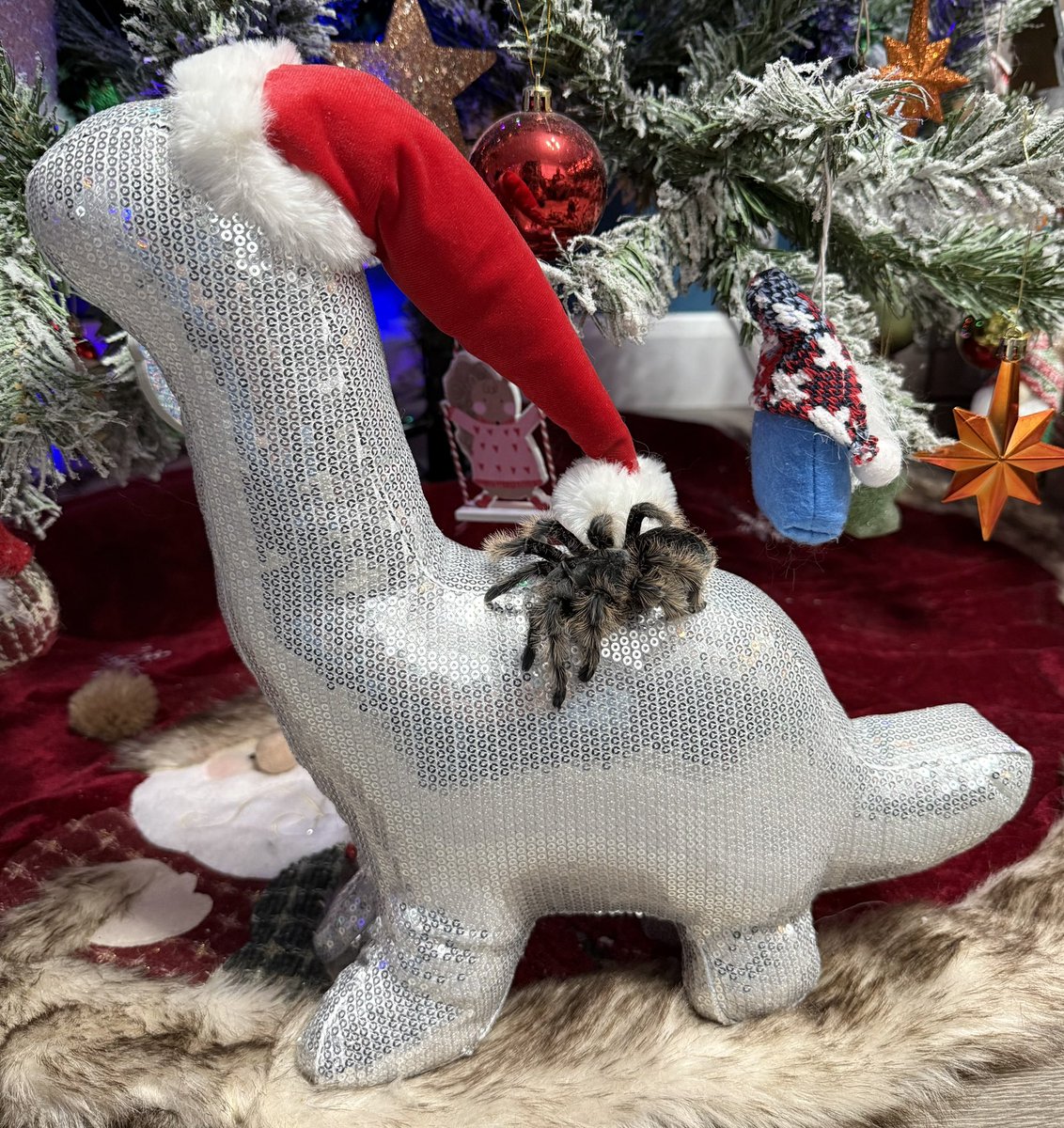 fudgeandco's tweet photo. 🎅🏻🎄 10 DAYS TO GO! 🎄🎅🏻

Love her or hate her, this is Doris our Curly Hair Tarantula, from Central America. She’s the calmest spider you could ever meet, and has helped many people overcome their phobias over the years!

#spider #tarantula #festive #CountdownToChristmas https://t.co/PLYmlEjGv5