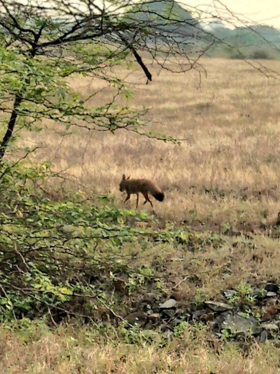 jagdishgojiya's tweet photo. અત્યારે ફોટામાં શિયાળ નું બચું દેખાઈ પણ એક વર્ષ પછી આમાં પવનચક્કી દેખાશે લોકેશન નં ૧૧ ખાતેદાર ખેડુત ના ખેતર માં દ્વારકા જિલ્લામાં આવેલું મારી બાજુનું ગામ.....🎑
#windmill
#new_project https://t.co/6fQcxAzZIB