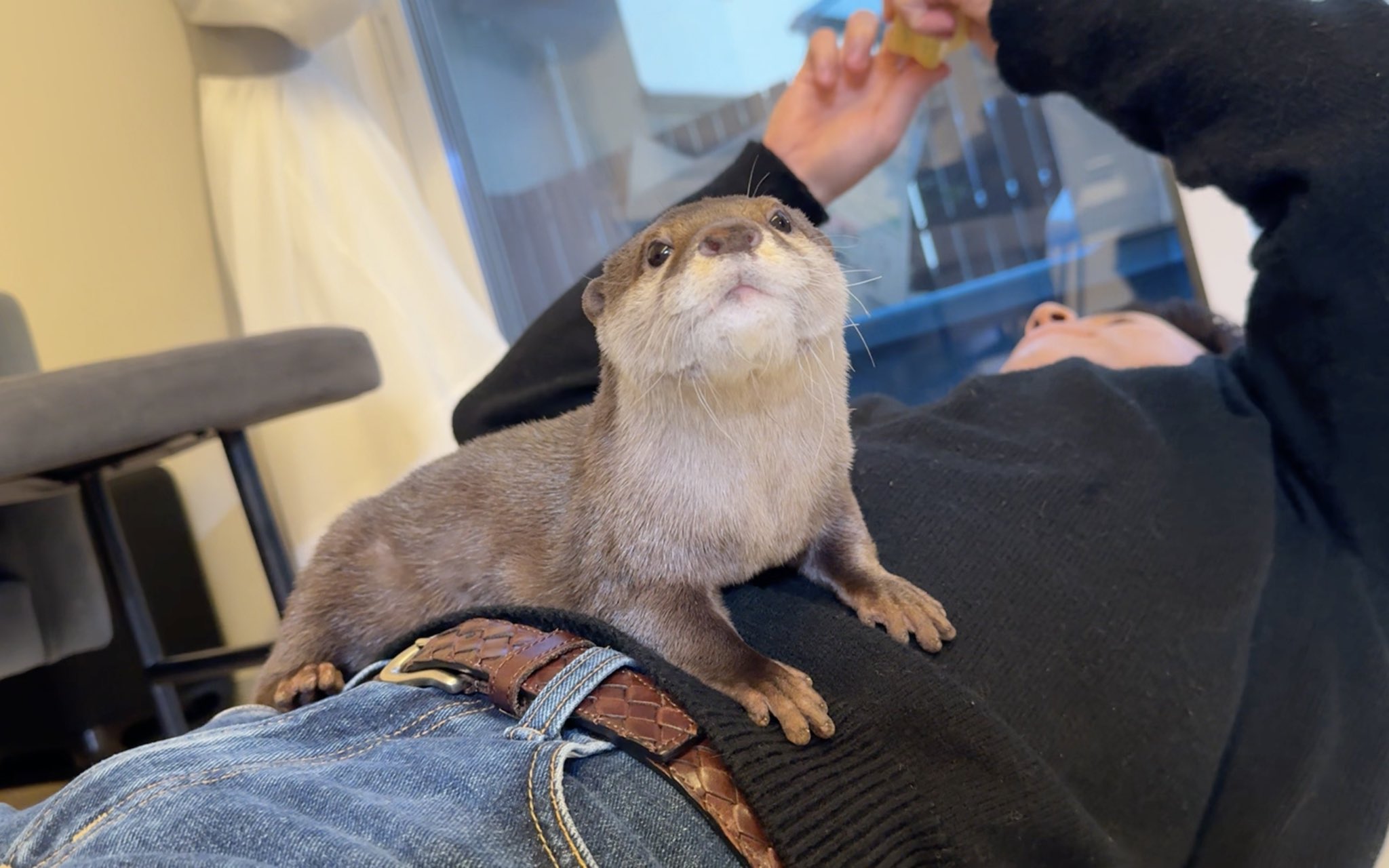 カワウソ 楽天市場】カワウソ 置き物 アニマル ベニーズ「 コツメカワウソ
