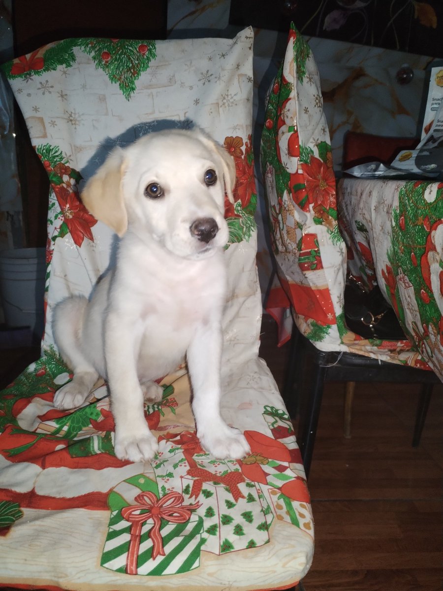 Hermoso cachorro en adopción
🐾3 meses
🐾 Jugueton
🐾 Travieso
🐾 Mediano a grande
🐾 Desparasitado
Es el último de la camada rescatada 🥺
Para adopción
📲+56933210975
📲+56 9 5355 4748
Comuna cerro Navia