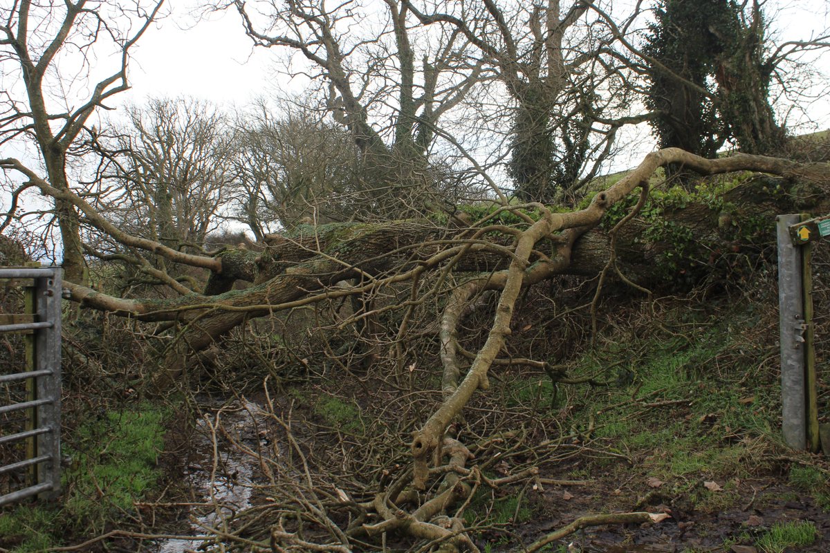emlynevan's tweet photo. More farm trees that snapped with #StormDarragh last weekend . . probably over 20 in all, blocking farm tracks , a bridleway and footpaths @PembsCoast 🏴󠁧󠁢󠁷󠁬󠁳󠁿🏴󠁧󠁢󠁷󠁬󠁳󠁿 https://t.co/179MTMHtd4