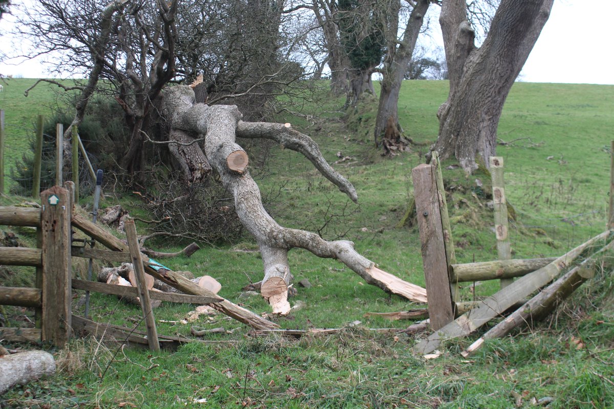 emlynevan's tweet photo. More farm trees that snapped with #StormDarragh last weekend . . probably over 20 in all, blocking farm tracks , a bridleway and footpaths @PembsCoast 🏴󠁧󠁢󠁷󠁬󠁳󠁿🏴󠁧󠁢󠁷󠁬󠁳󠁿 https://t.co/179MTMHtd4
