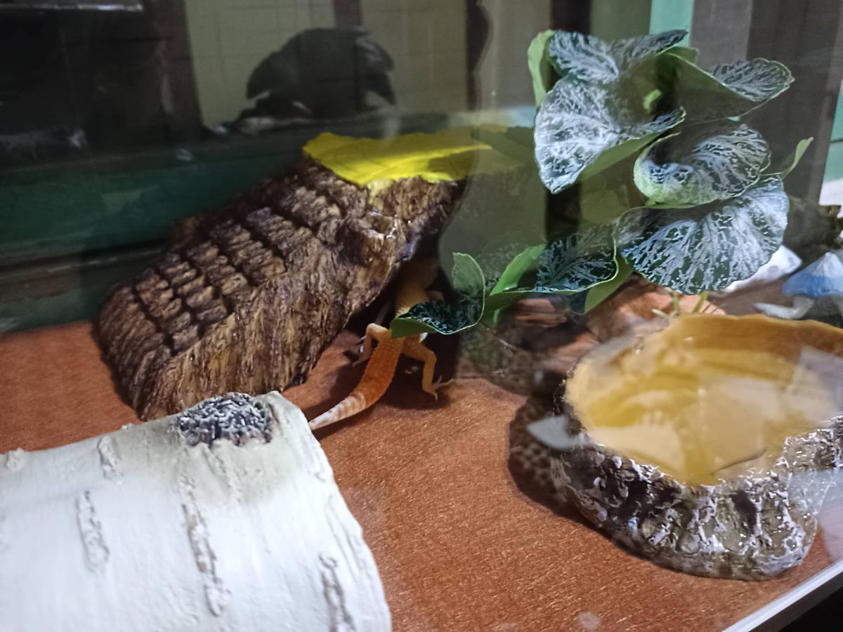 05/Kamitake🔞 tweet media