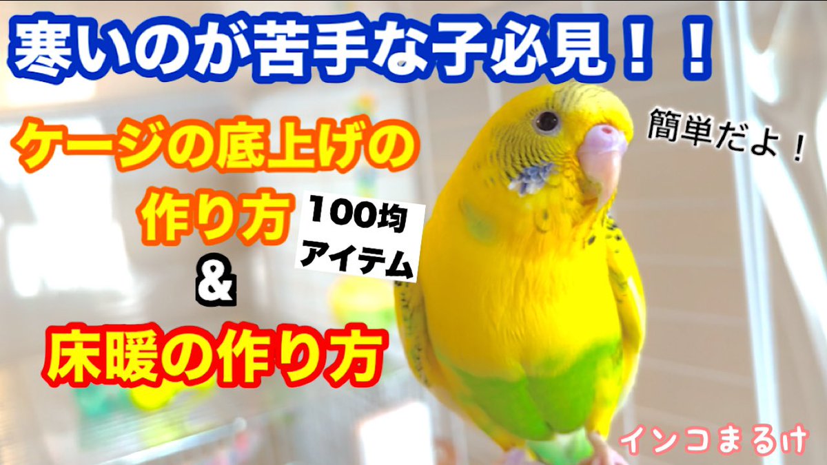 まるけパパ｜インコまるけ tweet media