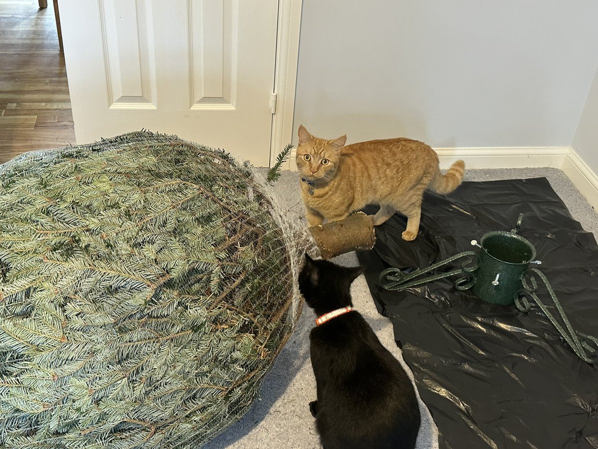 🎵There may be trouble ahead.
And when the trees up, will it stay up? No chance.
A brilliant way to wind up old 👨‍🦲Lance🎵
#CatsOfX #CatsOfTwitter 😹😹🖤🧡