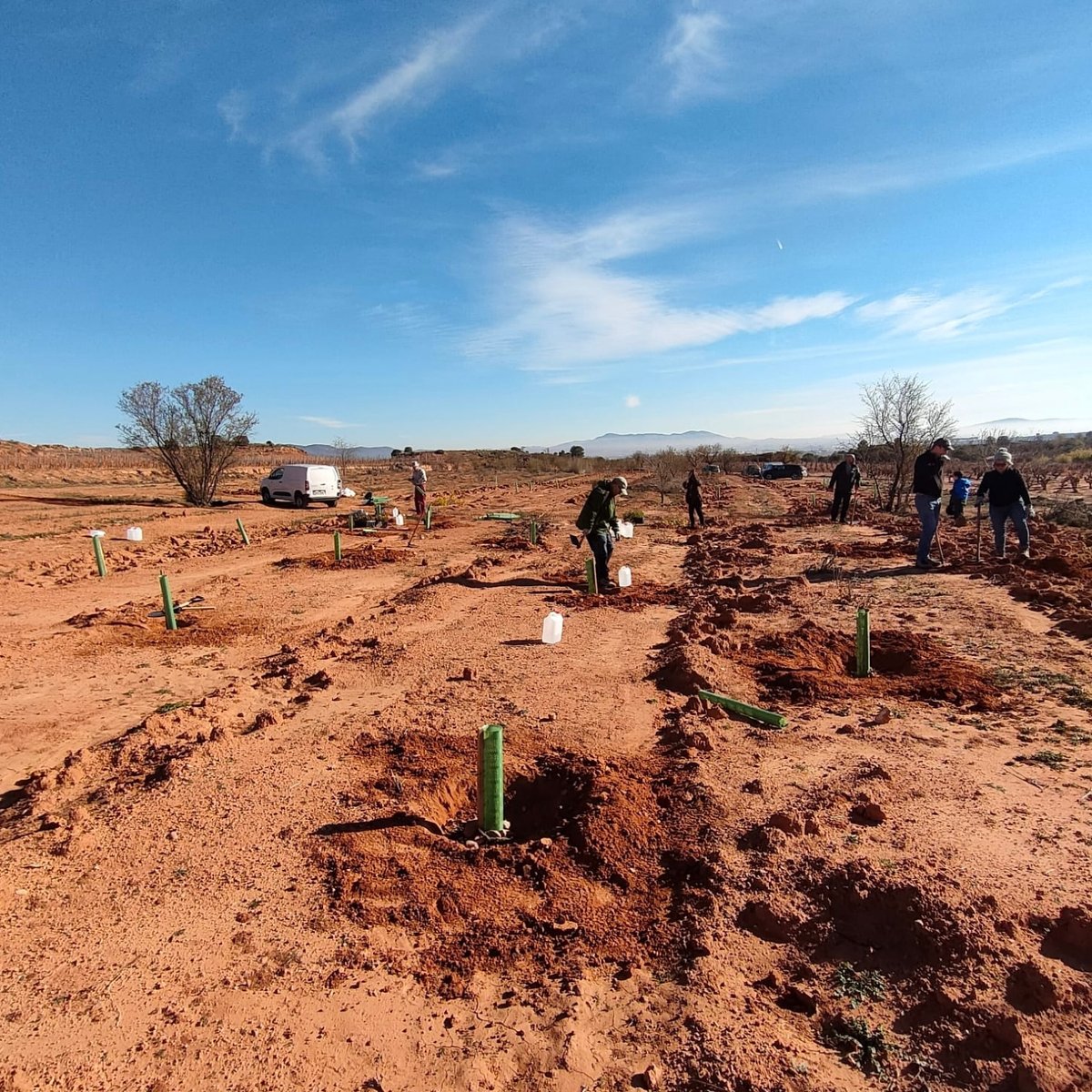 reforesta_ong's tweet photo. Ayer en Requena (Valencia) plantamos 33 pinos carrascos y 35 madroños 🌱 que se suman a los 3.600 árboles y arbustos autóctonos que plantamos la temporada pasada con la ayuda de @AlejandroSanz y su proyecto #semillasparalaesperanza

@LFdCesmas https://t.co/YXk5Tdari3