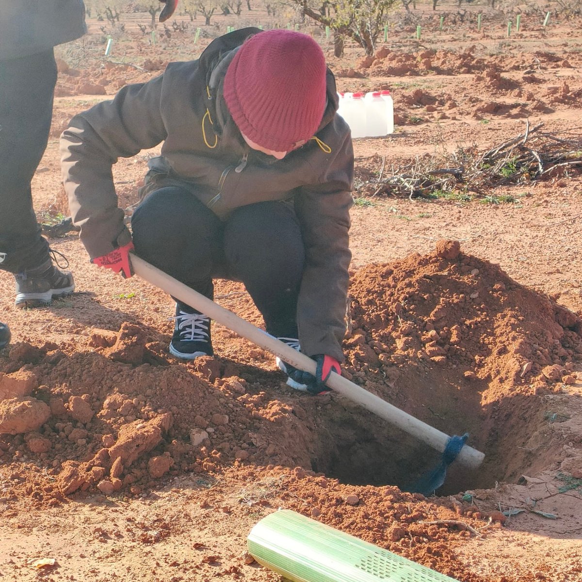 reforesta_ong's tweet photo. Ayer en Requena (Valencia) plantamos 33 pinos carrascos y 35 madroños 🌱 que se suman a los 3.600 árboles y arbustos autóctonos que plantamos la temporada pasada con la ayuda de @AlejandroSanz y su proyecto #semillasparalaesperanza

@LFdCesmas https://t.co/YXk5Tdari3
